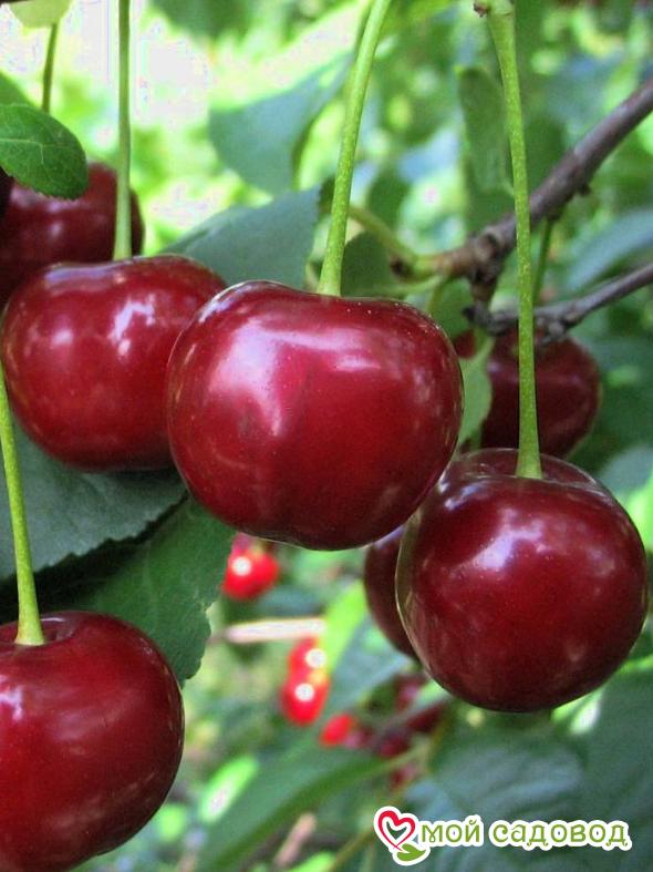 Вишня Бессея