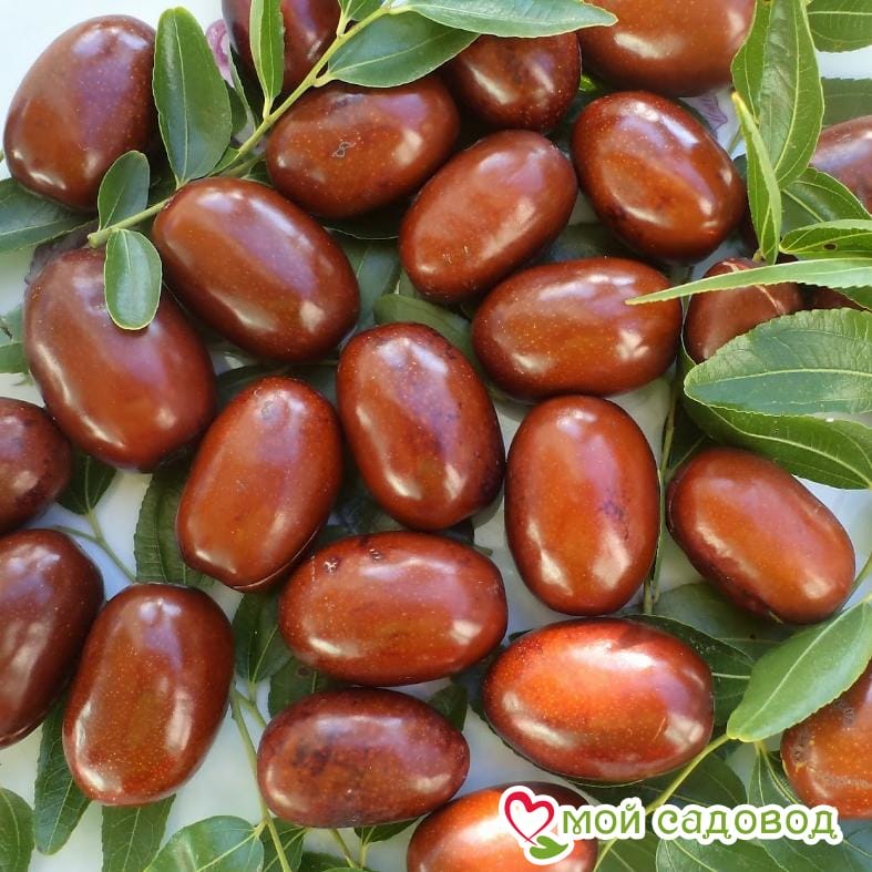 Зизифус "Лакомый" (Среднеспелые сорт)