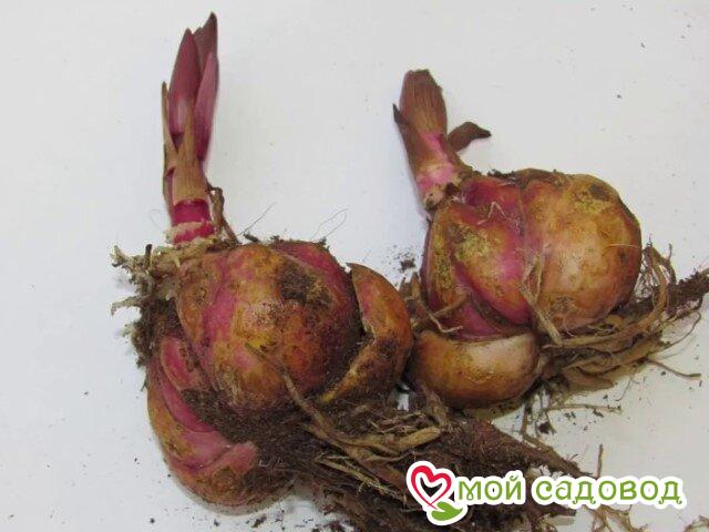 Лилия Дон Элиганс